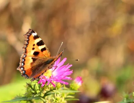 Small tortoiseshell butterfly Stock Photos