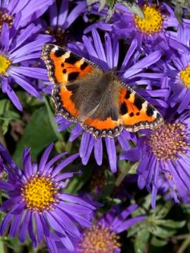 Small tortoiseshell butterfly Stock Photos