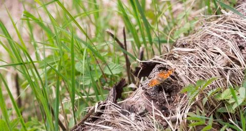 Small Tortoiseshell Butterfly Stock Photos