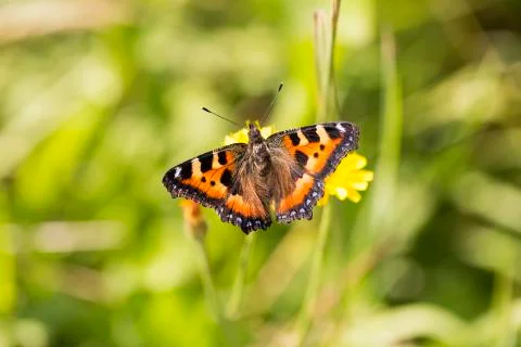 Small Tortoiseshell Butterfly Stock Photos