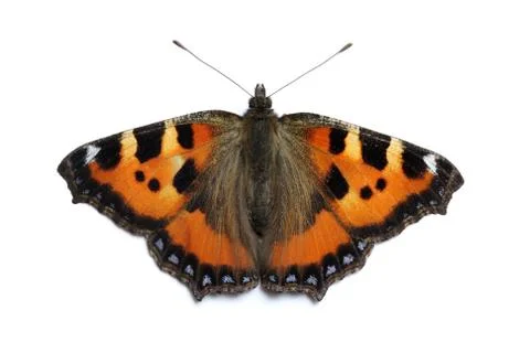 Small Tortoiseshell butterfly Stock Photos