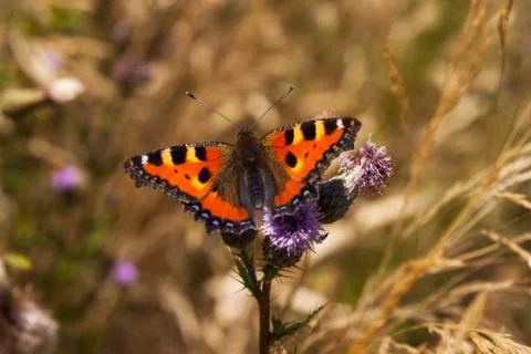 Small tortoiseshell butterfly Stock Photos