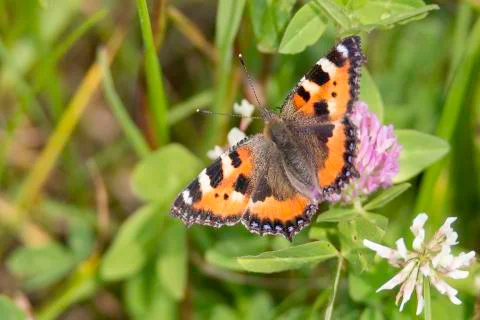 Small Tortoiseshell Butterfly Stock Photos