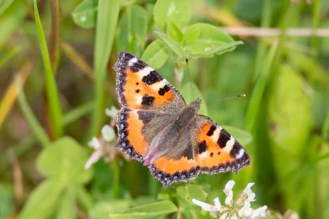 Small Tortoiseshell Butterfly Stock Photos
