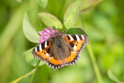 Small Tortoiseshell Butterfly Stock Photos
