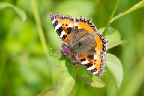 Small Tortoiseshell Butterfly Stock Photos