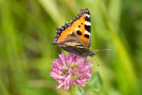 Small Tortoiseshell Butterfly Stock Photos