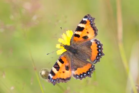 Small Tortoiseshell Butterfly Stock Photos