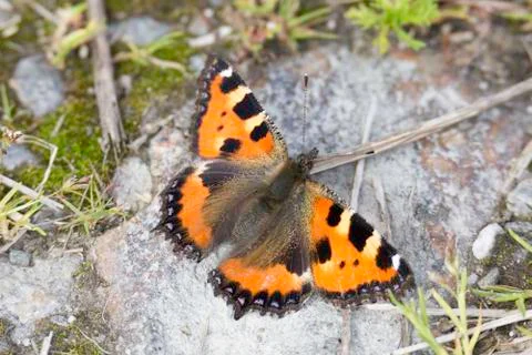 Small Tortoiseshell Butterfly Stock Photos