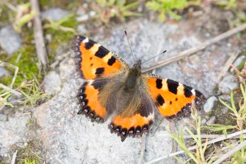 Small Tortoiseshell Butterfly Foto stock