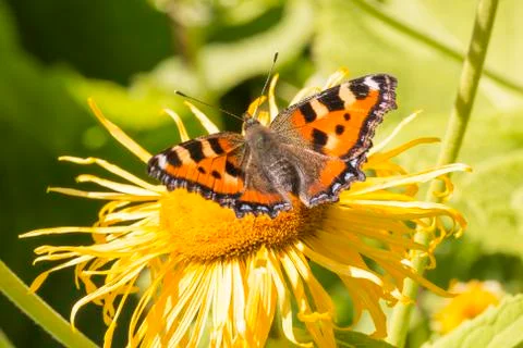 Small Tortoiseshell Butterfly Stock Photos