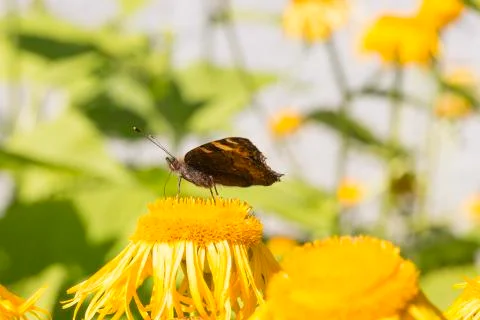 Small Tortoiseshell Butterfly Stock Photos