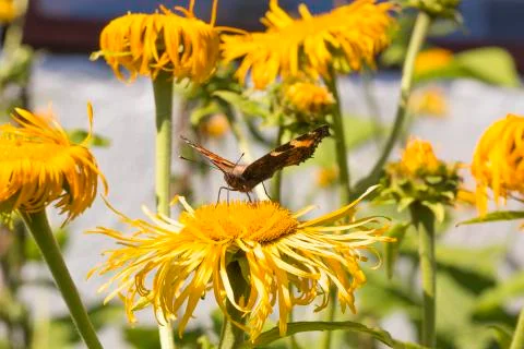 Small Tortoiseshell Butterfly Stock Photos