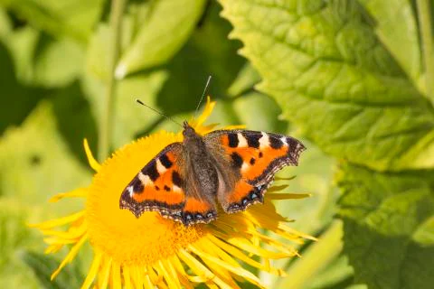 Small Tortoiseshell Butterfly Stock Photos
