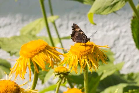 Small Tortoiseshell Butterfly Stock Photos