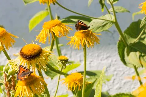 Small Tortoiseshell Butterfly Stock Photos