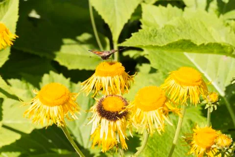 Small Tortoiseshell Butterfly Stock Photos