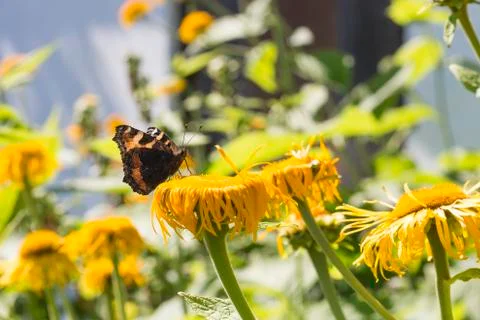 Small Tortoiseshell Butterfly Stock Photos