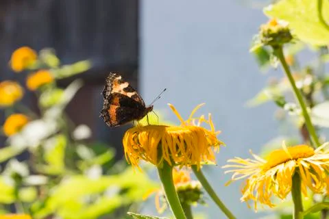 Small Tortoiseshell Butterfly Stock Photos
