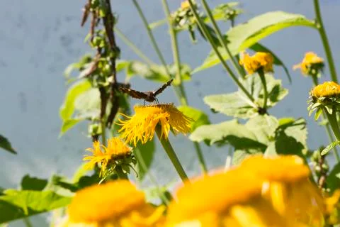 Small Tortoiseshell Butterfly Stock Photos