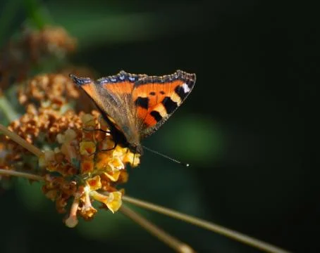 Small Tortoiseshell Butterfly Stock Photos