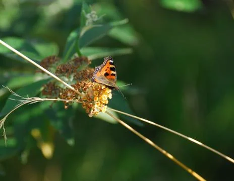 Small Tortoiseshell Butterfly Stock Photos