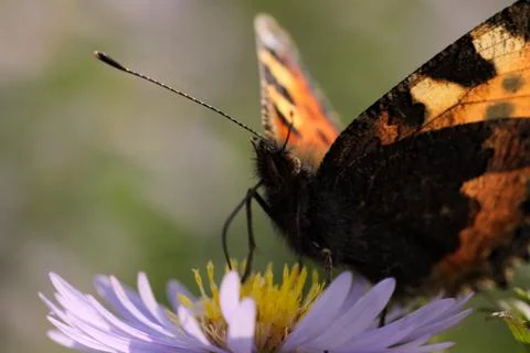 Small Tortoiseshell butterfly Stock Photos