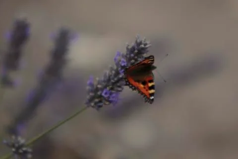 Small Tortoiseshell Butterfly Stock Photos