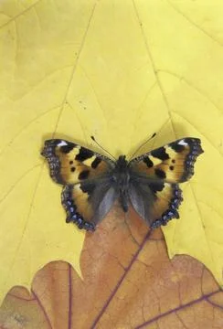 Small Tortoiseshell butterfly Stock Photos