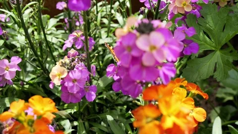 Small tortoiseshell butterfly pollinating colorful garden flowers Stock Footage 337741504