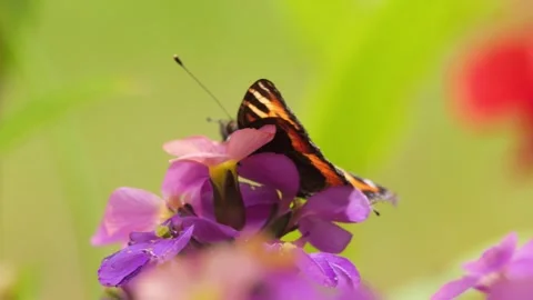 Small tortoiseshell butterfly pollinating purple flower Stock Footage 337741969