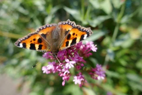 Small tortoiseshell butterfly pollinating small pink flowers Stock Photos