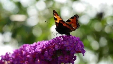 Small Tortoiseshell Butterfly on Purple Buddleja Flower Stock Footage 302301987