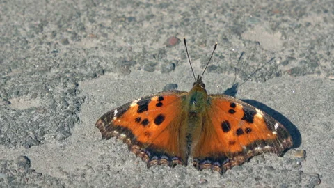Small Tortoiseshell Butterfly Resting on Concrete Surface in Bright Sunlight Vídeo Stock 331359149