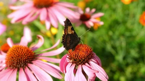 Small tortoiseshell butterfly resting on a pink echinacea flower Stock Footage 335038845