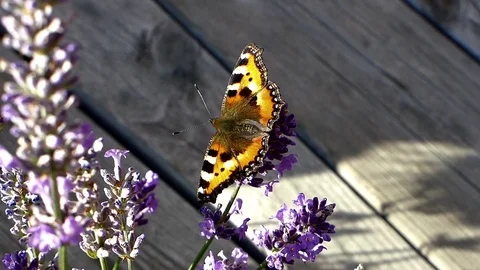 Small tortoiseshell butterfly seeking nectar on a lavender plant. Stock-Footage 73791309