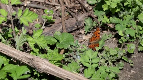 Small tortoiseshell a butterfly sits on the ground in the forest and sees someth Stock Footage 152995425