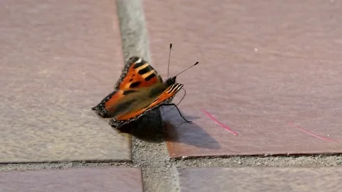 Small tortoiseshell butterfly spinning around on a tiled floor Stock Footage 76811293