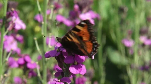 Small Tortoiseshell butterfly on wallflower Erysimum - close up Stock Footage 29633697
