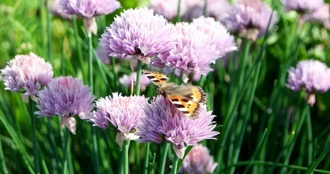 The Small Tortoiseshell is a colourful butterfly on the violet flower. The Stock Footage 86239417
