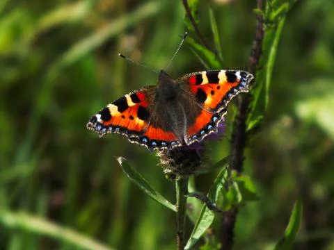 Small Tortoiseshell Feeding Stock Photos