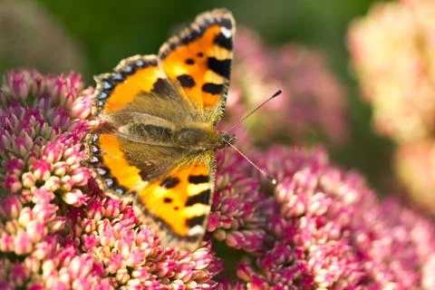 Small tortoiseshell Foto stock