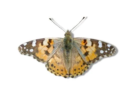 Small tortoiseshell Stock Photos