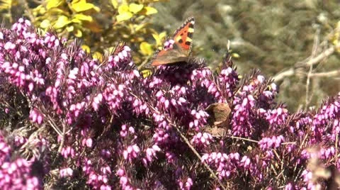 Small tortoiseshell sucking nectar Stock Footage 22424890