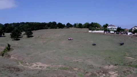 Small town and cows Stock Footage 167586273