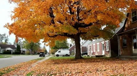 Small town with a large tree with leaves falling and a man working on his car 動画素材 12379697
