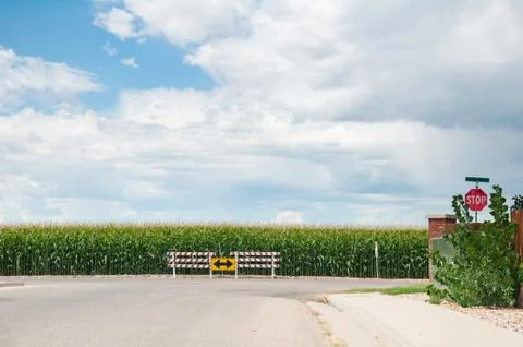 Small town neighbors with cornfields next to city streets. Stock Photos