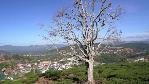 A small town under a tea hill valley in the morning in the highlands Stock Footage 147019734