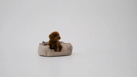 Small Toy Poodle, red-brown color. Lying in the center sniffing and then Looking Stock Footage 273816896
