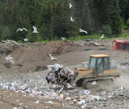 Small track loader at the dump with seagulls Stock Photos